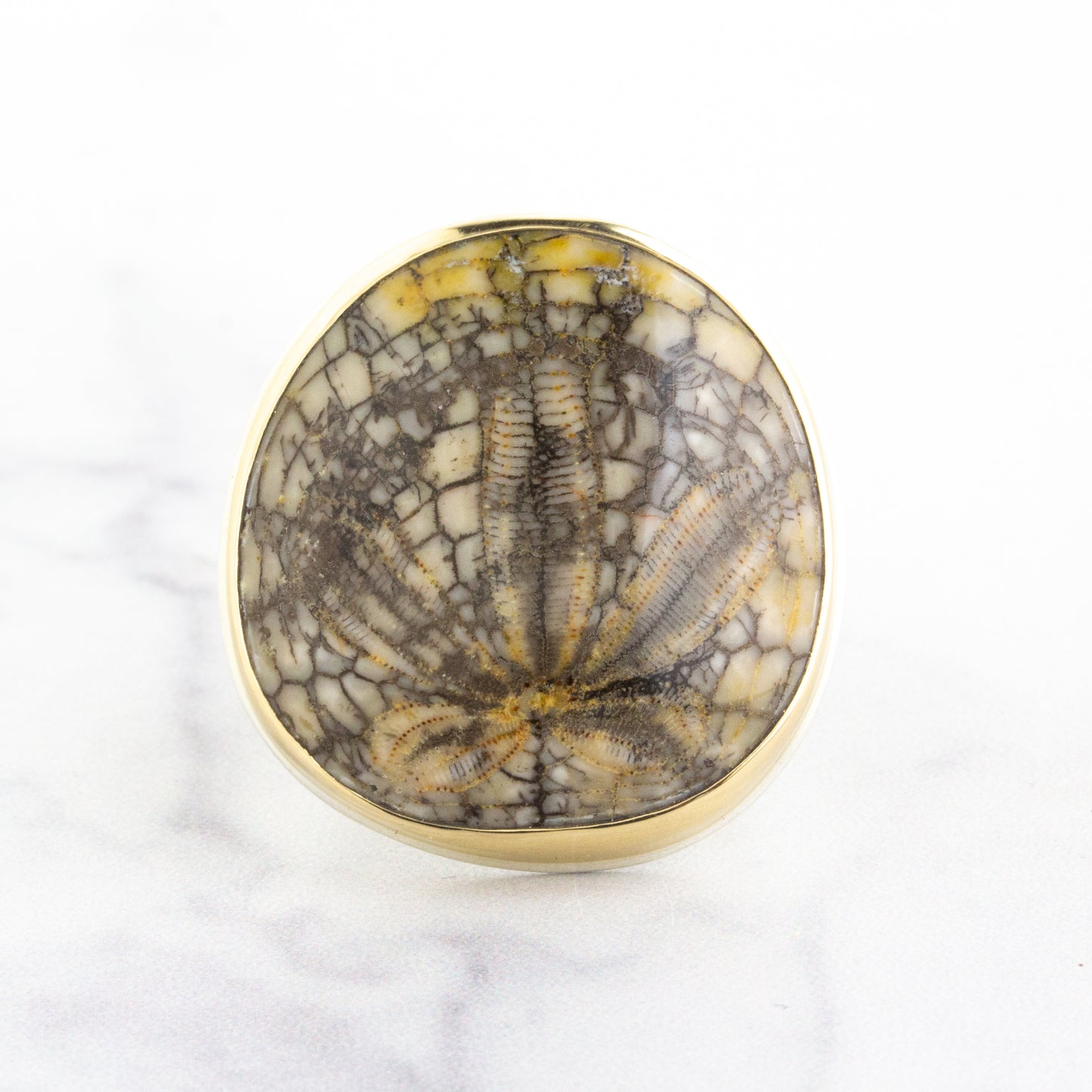 Sterling & 14K Gold Large Fossilized Sand Dollar Ring